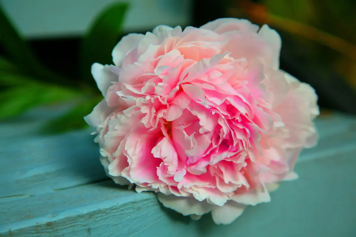 Bunga Peony untuk Jenis Buket Pernikahan