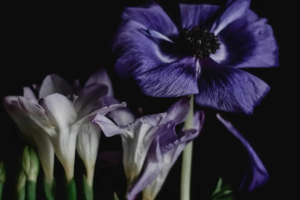 Freesia sebagai Jenis Buket Pernikahan