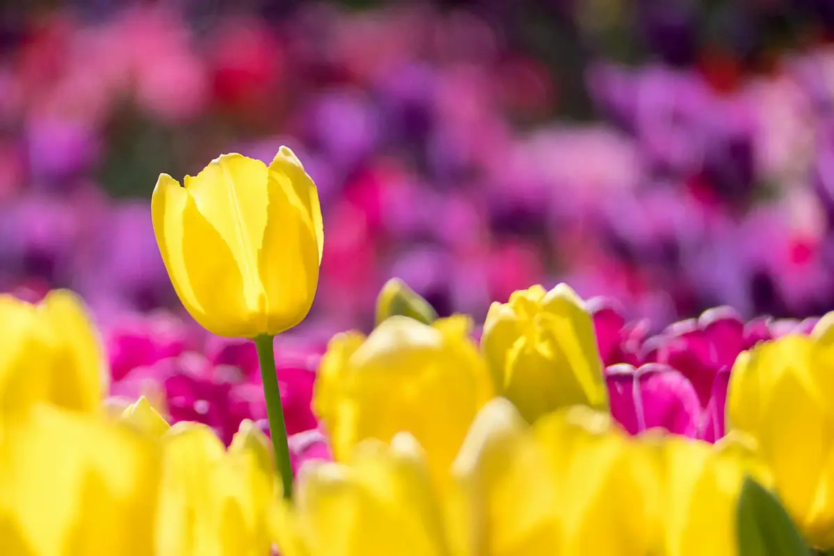 Bunga Tulip sebagai Jenis Buket Pernikahan