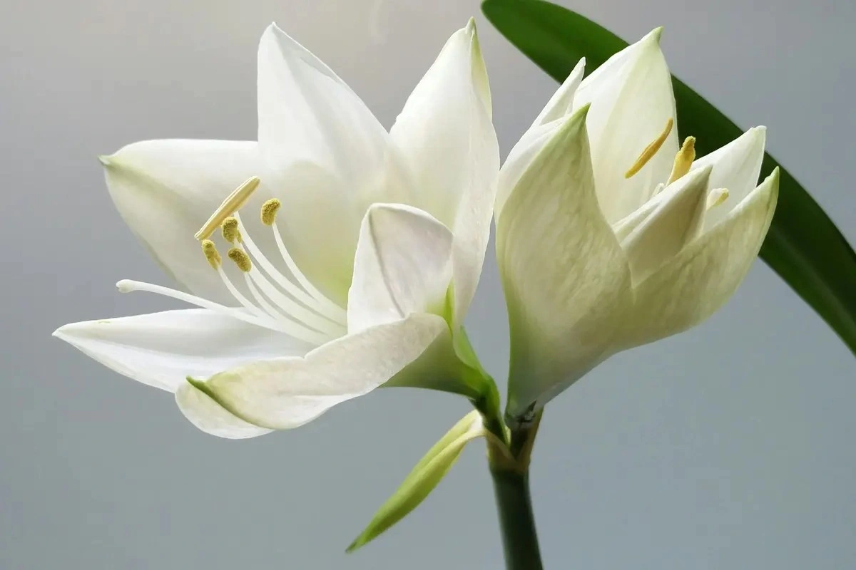 Jenis Buket Pernikahan Bunga Lily