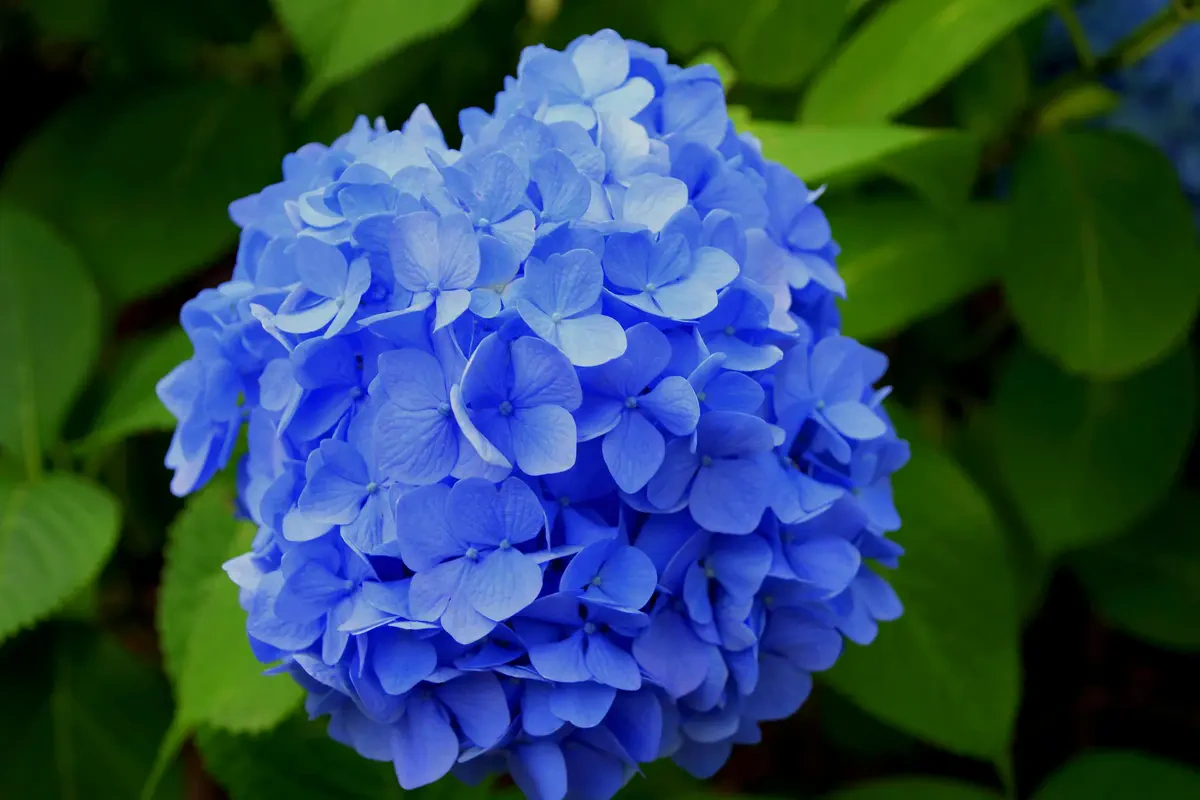 Hydrangea sebagai Jenis Buket Pernikahan