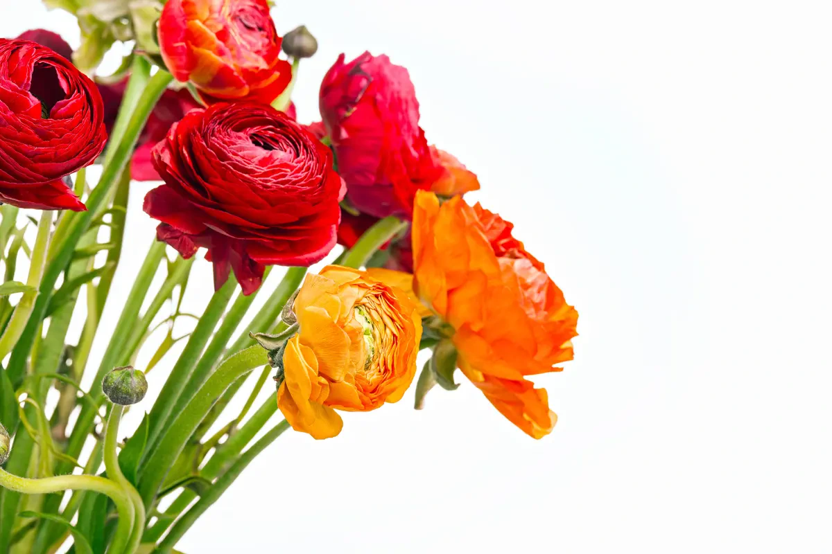 Ranunculus sebagai Jenis Buket Pernikahan