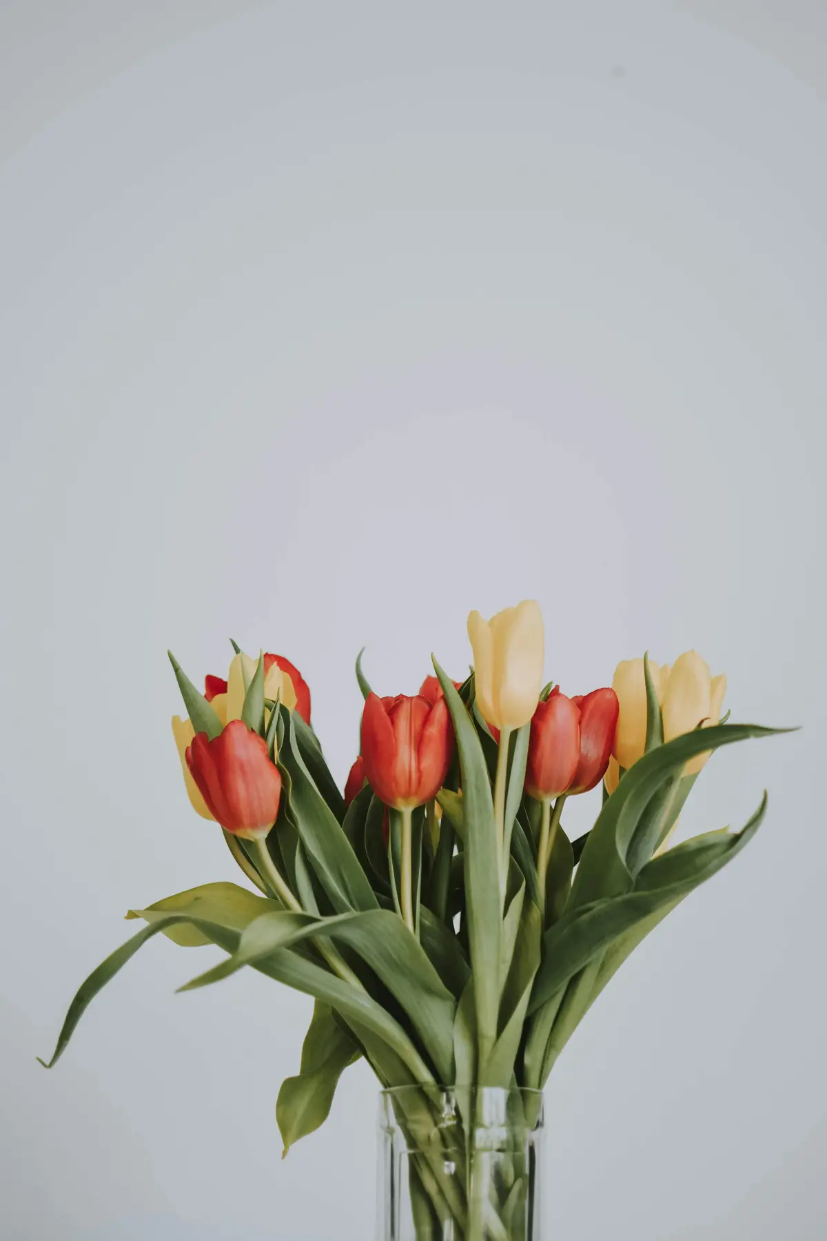 Tulip sebagai Hadiah Bunga untuk Pacar