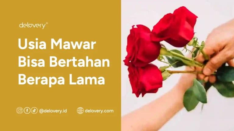 Usia Mawar Bisa Bertahan Berapa Lama