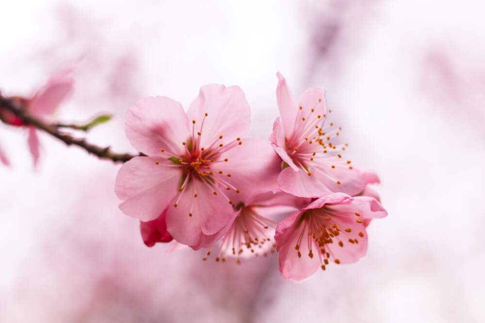 bunga sakura