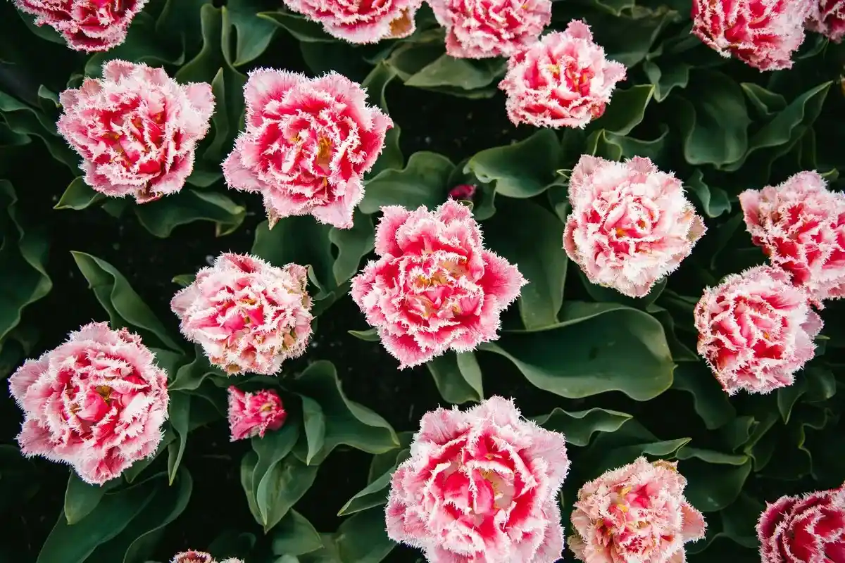 Arti Bunga Carnation Pink
