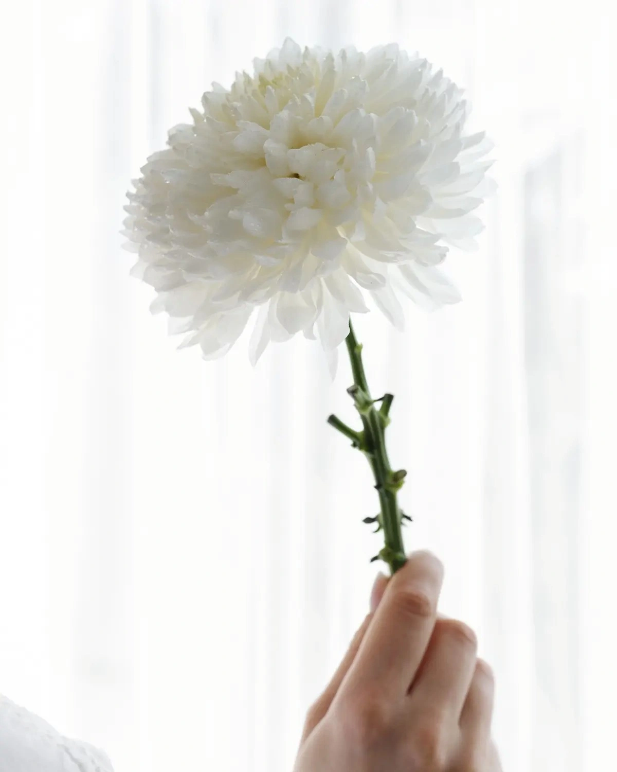 Makna Bunga Carnation Putih