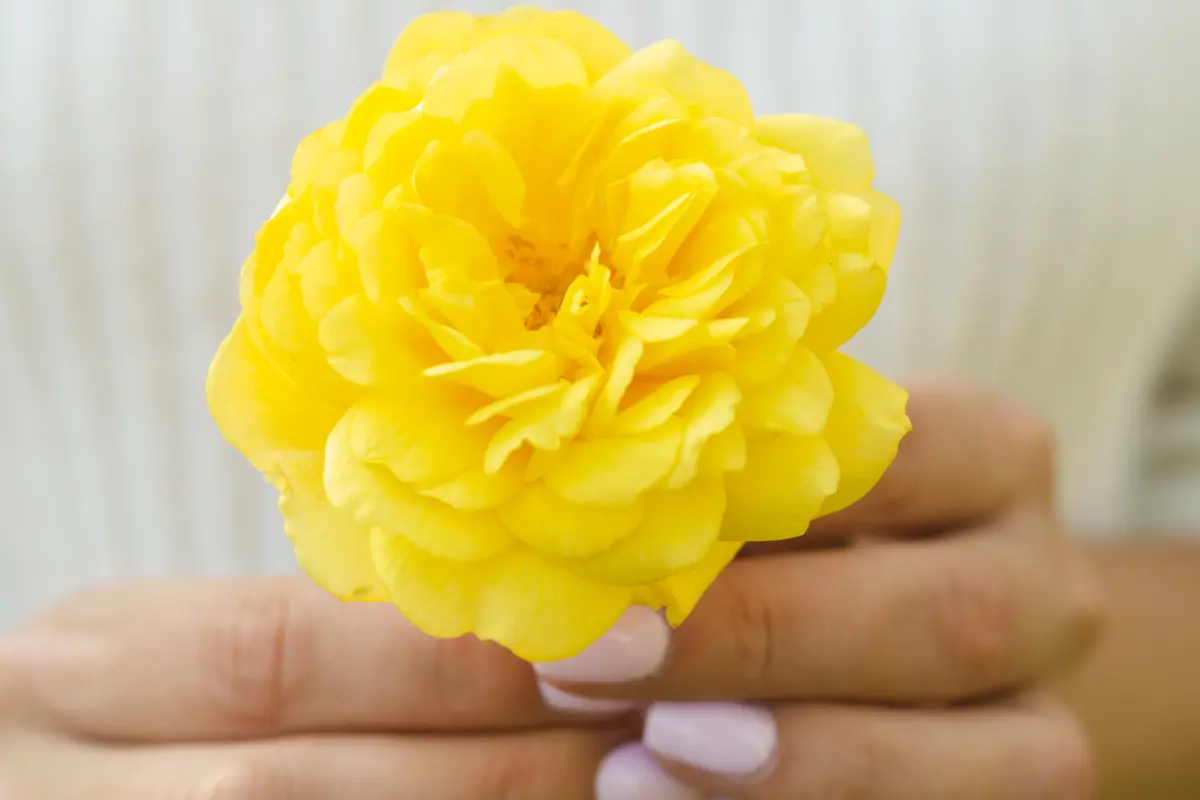 Arti Bunga Carnation Kuning