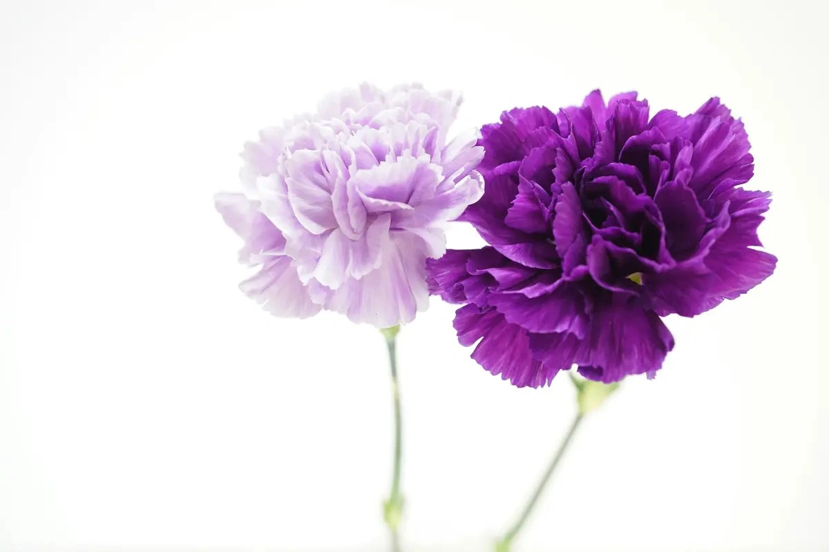 Arti Bunga Carnation Ungu
