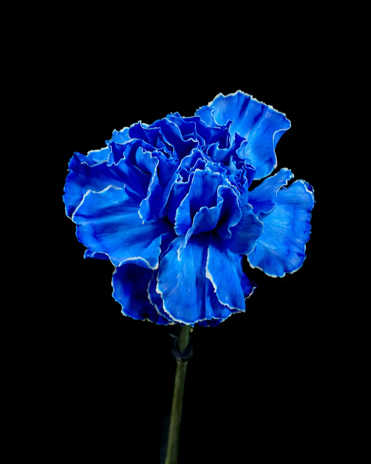 Makna Bunga Carnation Biru