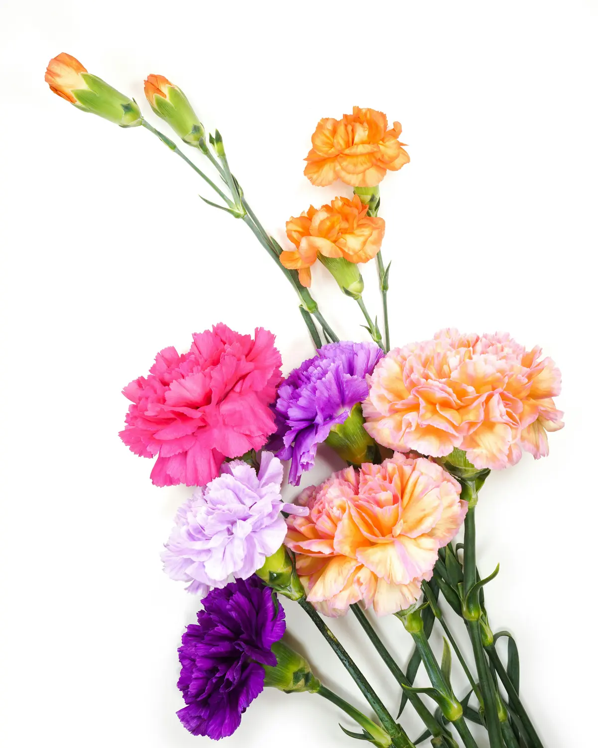 Manfaat Bunga Carnation