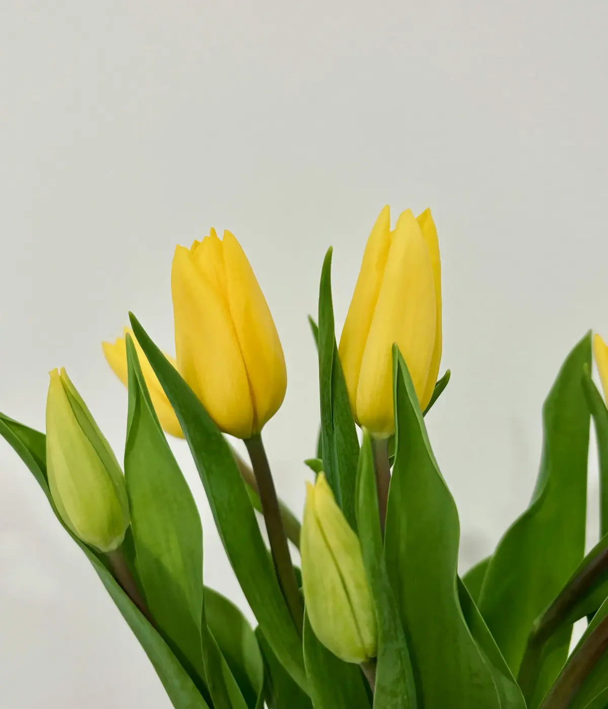 Makna Bunga Tulip Kuning