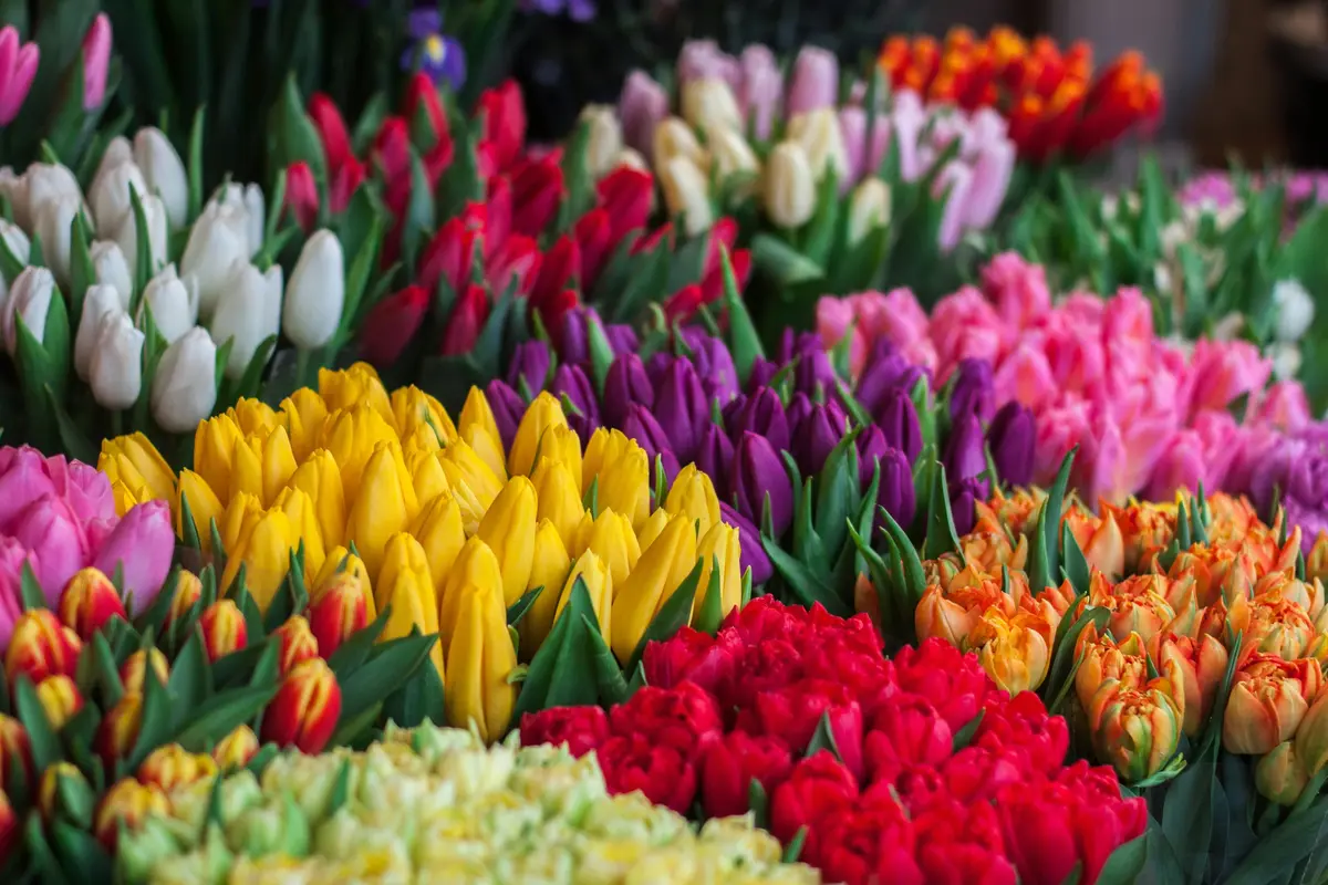 Makna Bunga Tulip Berdasarkan Warnanya