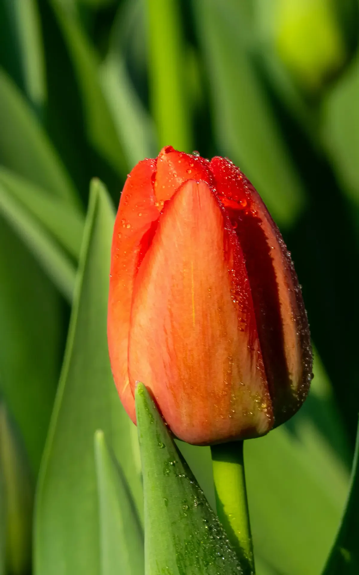 Makna Bunga Tulip Oranye