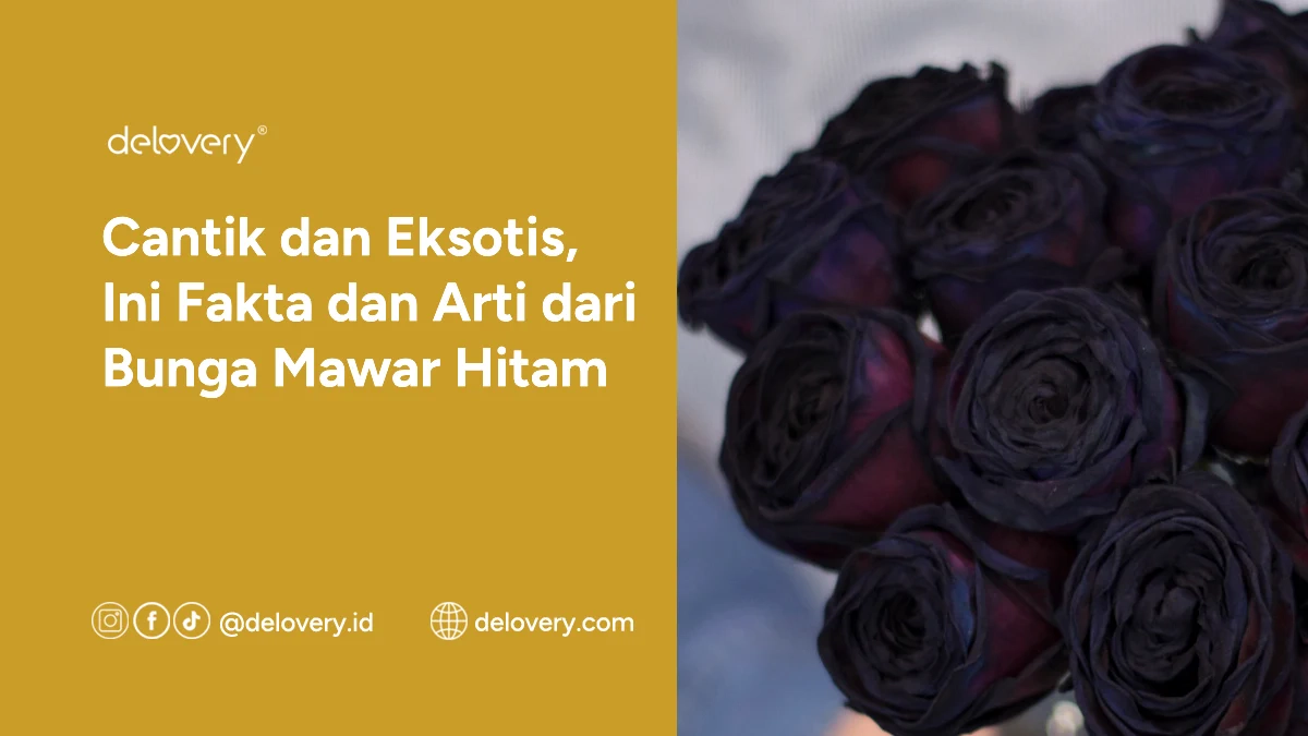 Cantik Dan Eksotis, Ini Fakta Dan Arti Dari Bunga Mawar Hitam