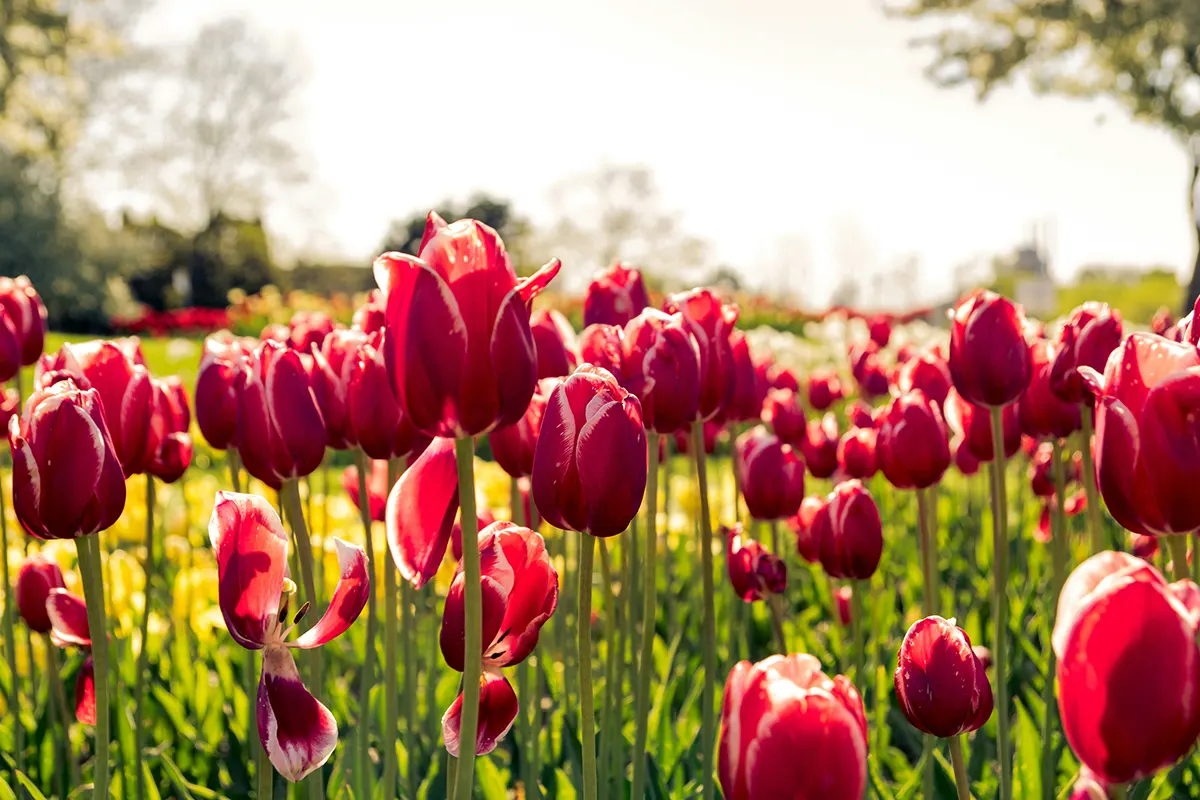 Bunga Tulip Harapan dan Kebahagiaan