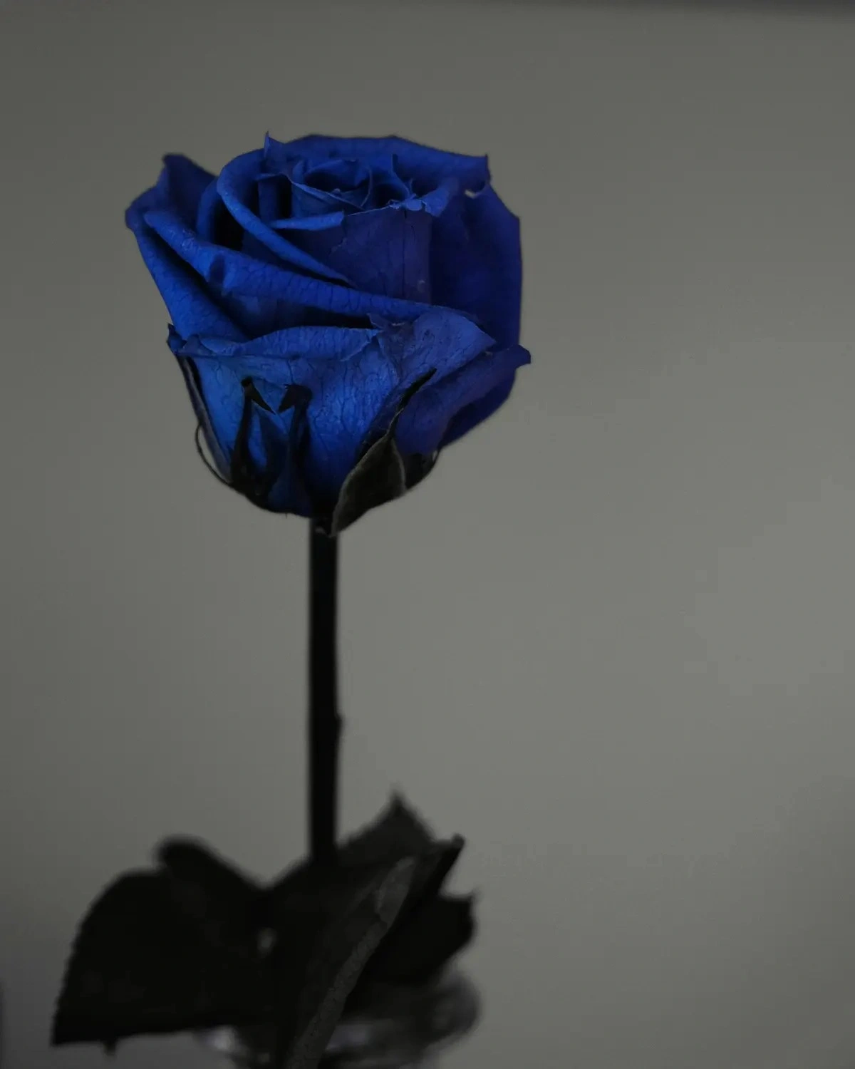 Simbol Cinta Tak Terbalas dari Arti Mawar Biru