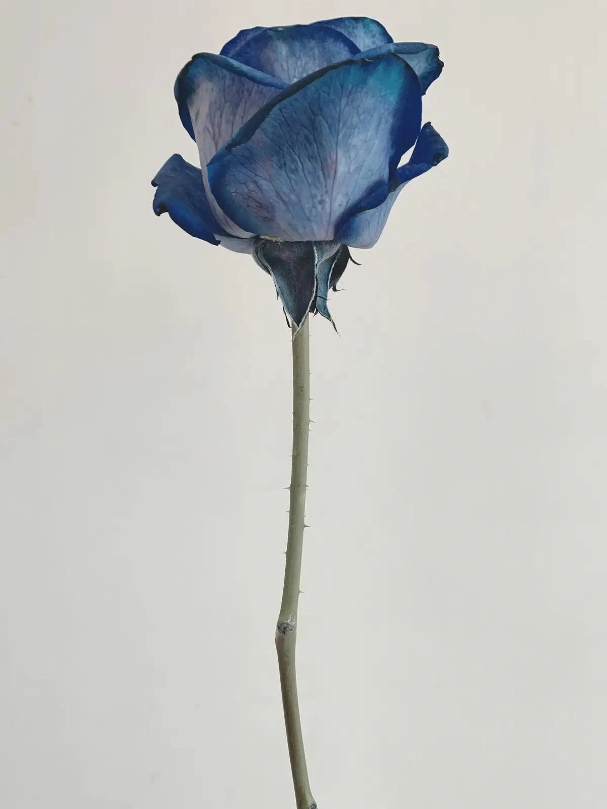 Arti Mawar Biru sebagai Harapan