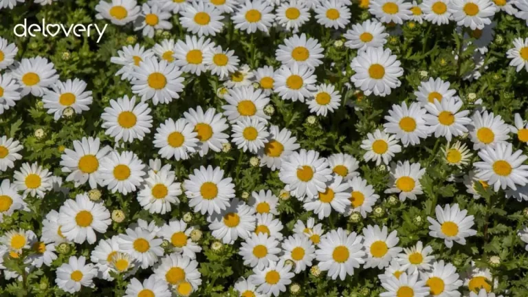 bunga daisy