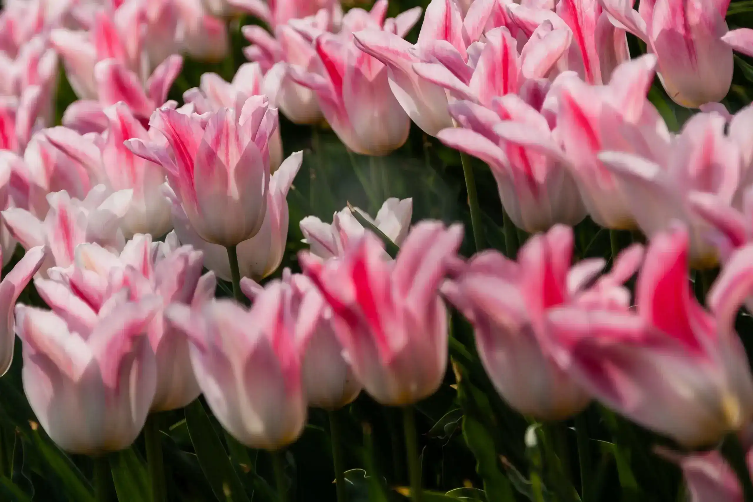 bunga tulip