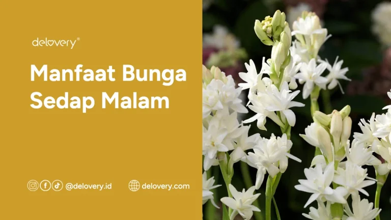 Manfaat Bunga Sedap Malam