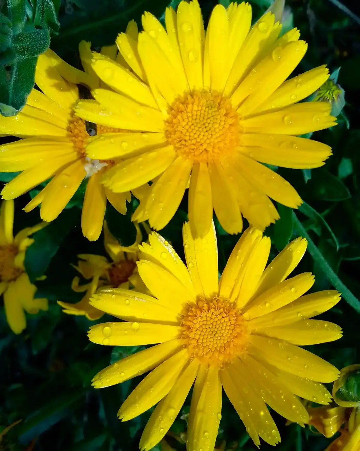 Simbol Persahabatan dengan Bunga Daisy