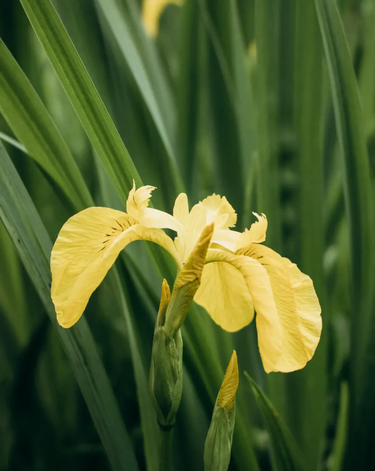 Simbol Persahabatan dengan Bunga Iris