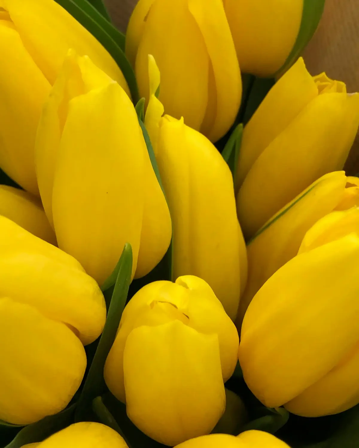 Simbol Persahabatan dengan Bunga Tulip