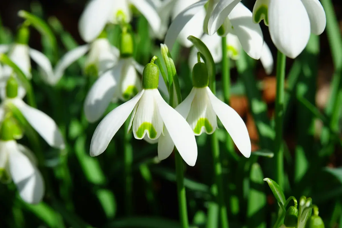 Arti bunga snowdrop
