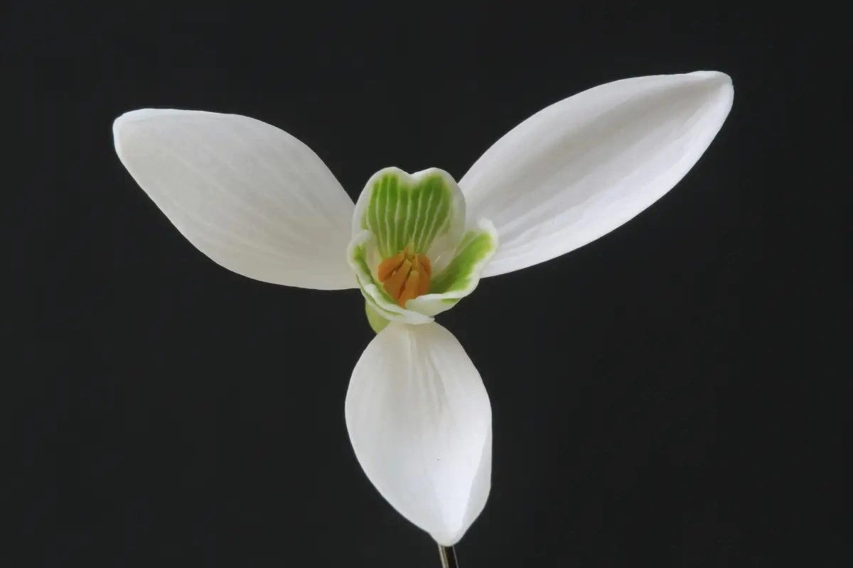 Kapan dan Dimana Bunga Snowdrop Mekar