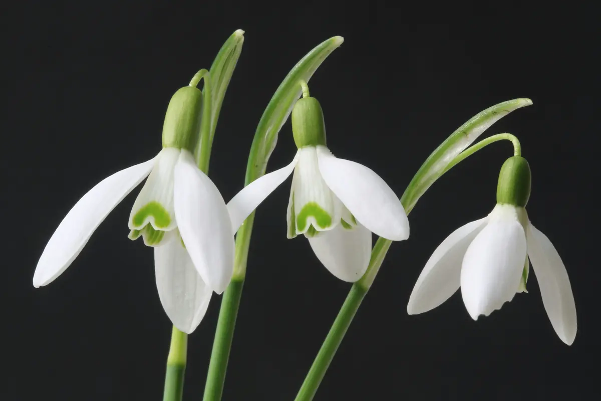 Sejarah dan Asal Usul Bunga Snowdrop