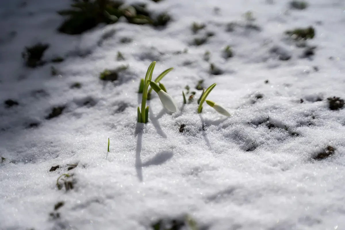 Fakta Menarik Bunga Snowdrop