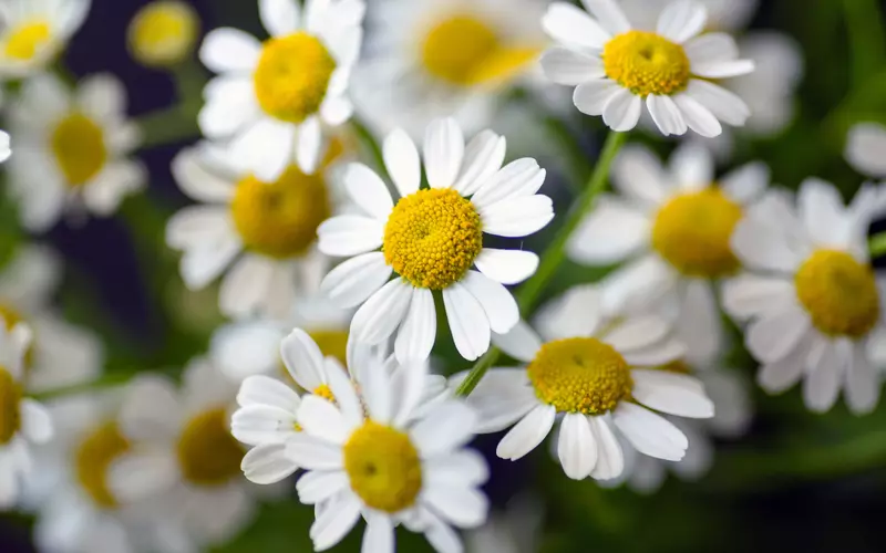 aroma chamomile dapat membantu mengatasi insomnia