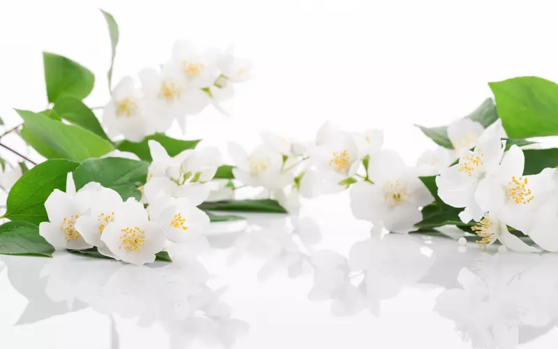 jasmine yang memiliki aroma yang eksotis