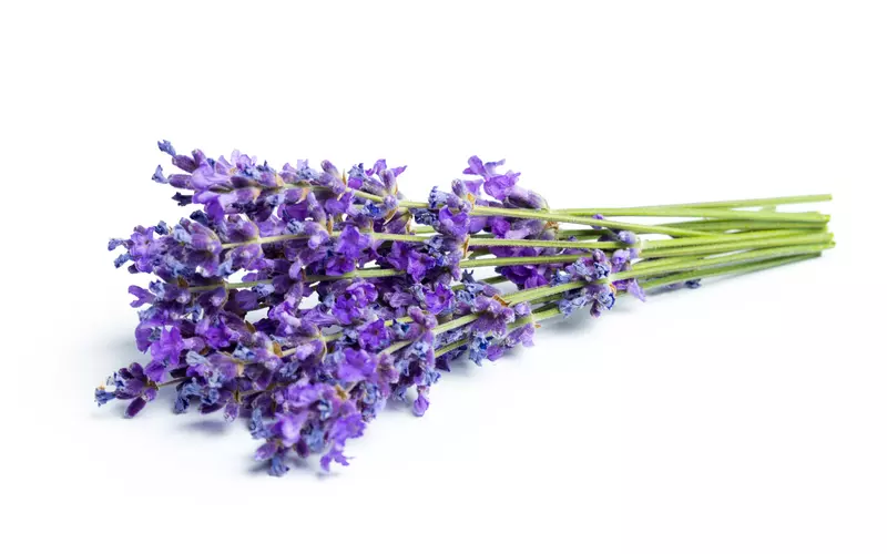aroma bunga lavender yang membuat pikiran rileks