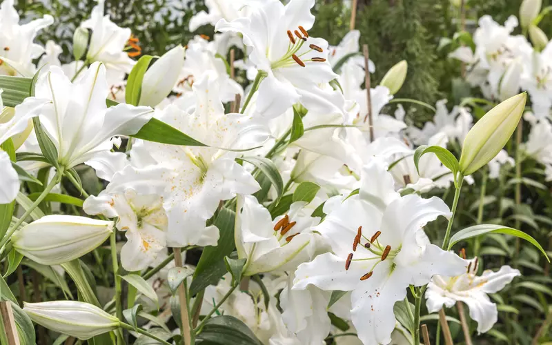 Bunga lily dengan aroma yang segar dan manis