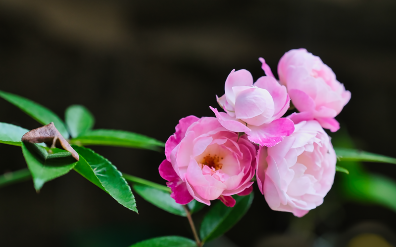 bunga mawar dengan aroma yang romantis