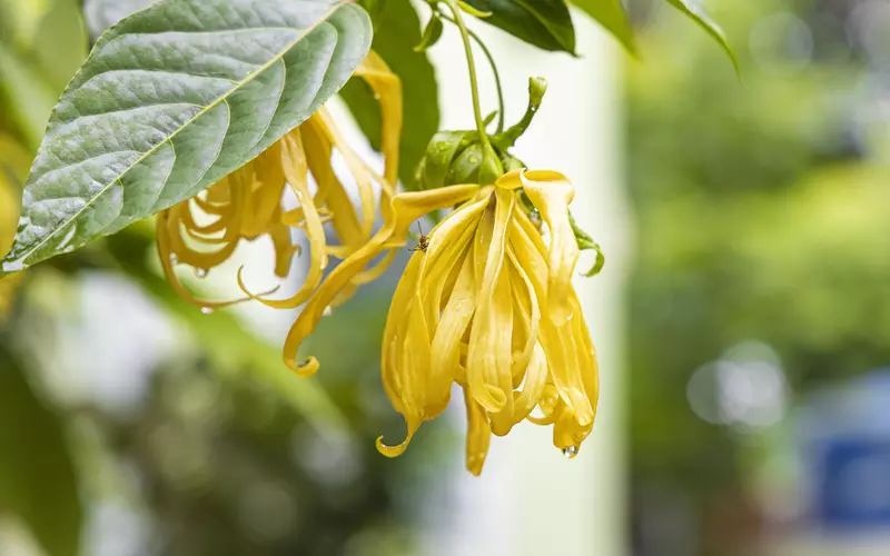 ylang-ylang memiliki aroma yang manis
