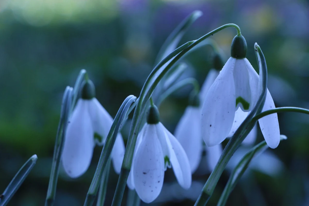 bunga kelahiran januari snowdrop yang mekar di musim dingin
