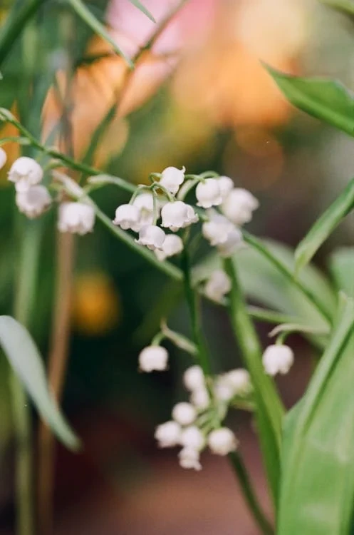 lily of the valley yang elegan dan membawa kebahagiaan