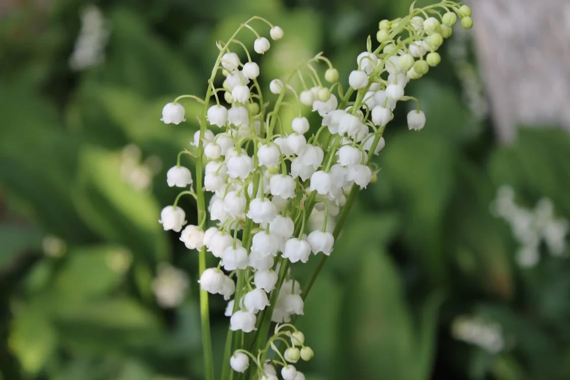karakteristik bunga kelahiran mei Lily of the valley
