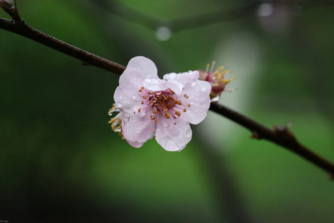Bunga hawthorn sebagai simbol cinta
