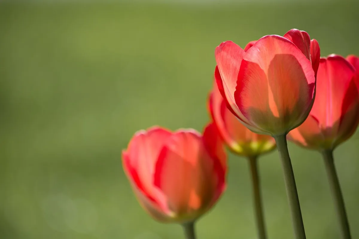 Bunga tulip yang romantis untuk lamaran