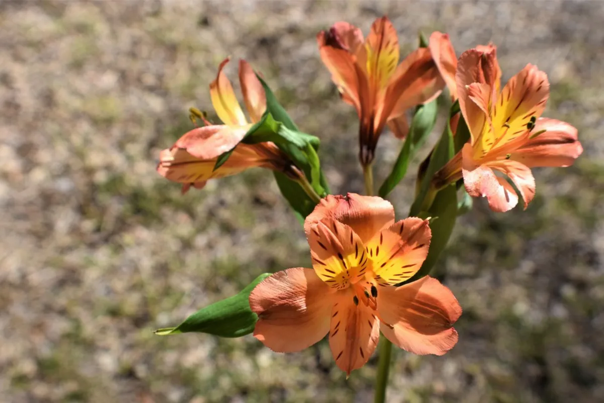 Alstroemeria, Bunga untuk lamaran yang menambah keindahan dan keceriaan