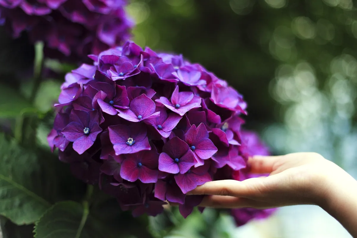bunga untuk lamaran hydrangea yang melambangkan rasa terima kasih