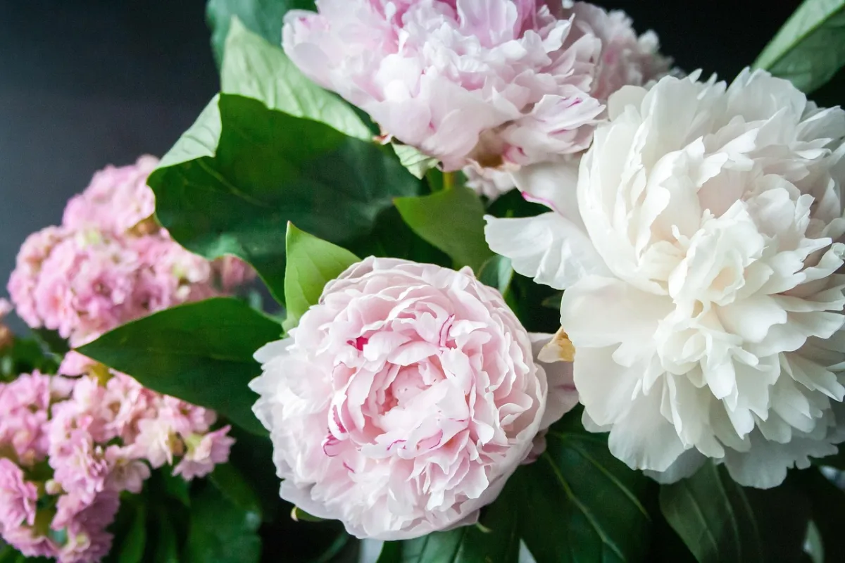 bunga peony untuk lamaran yang berarti cinta yang romantis