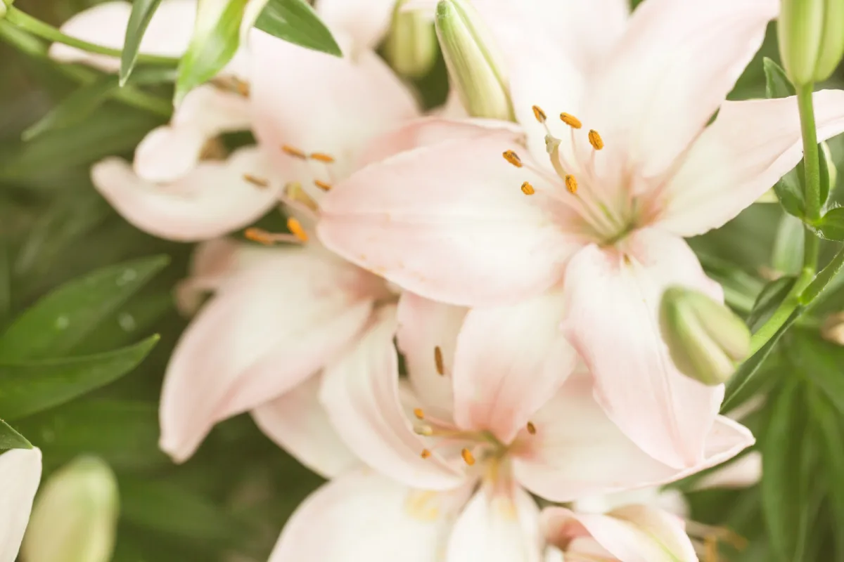 Rose Pearl Lily yang elegan dan menarik