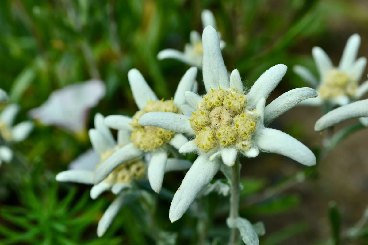 bunga edelwis, bunga abadi