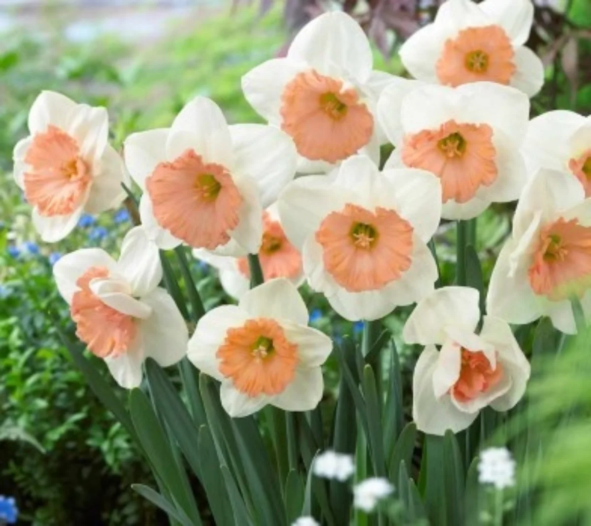 arti bunga daffodil warna pink
