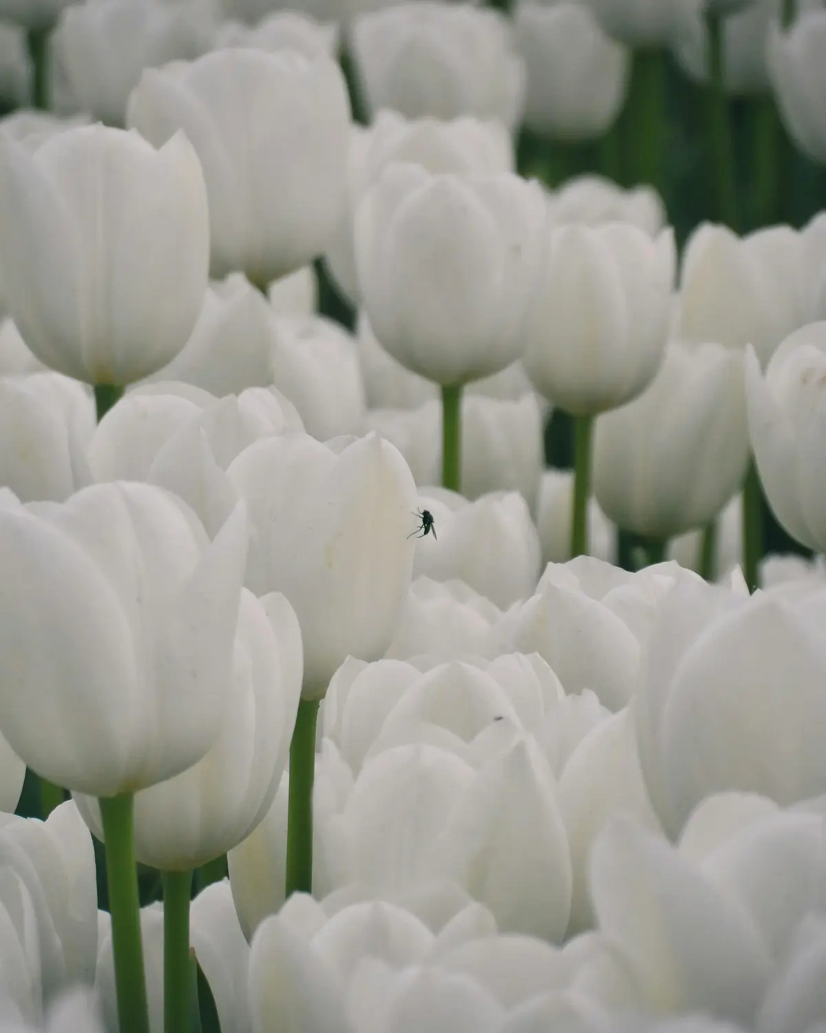 Arti Bunga Tulip Putih dalam Cinta